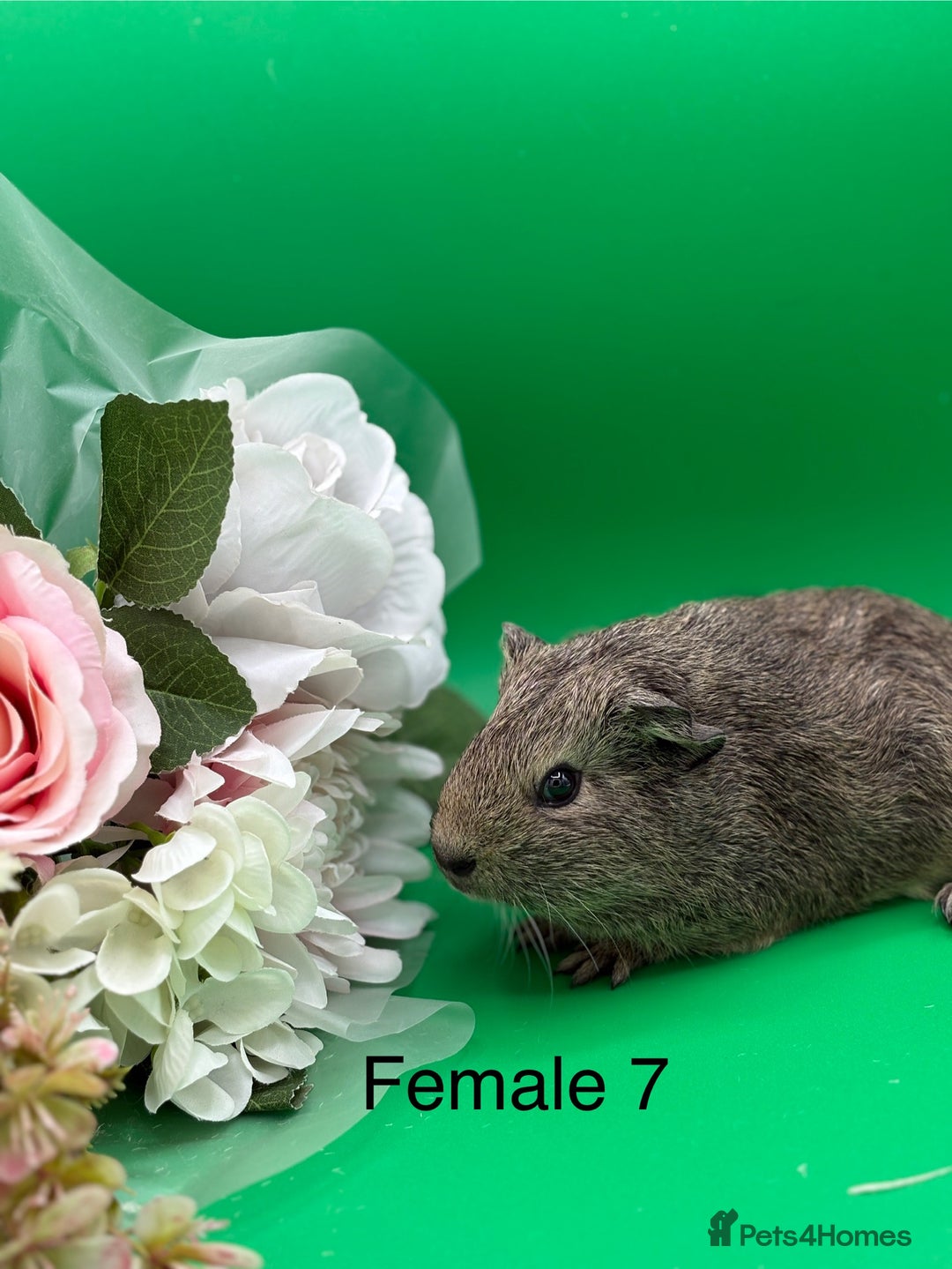 Guinea Pig rodents for sale: Adorable guinea pigs babies - Image 7