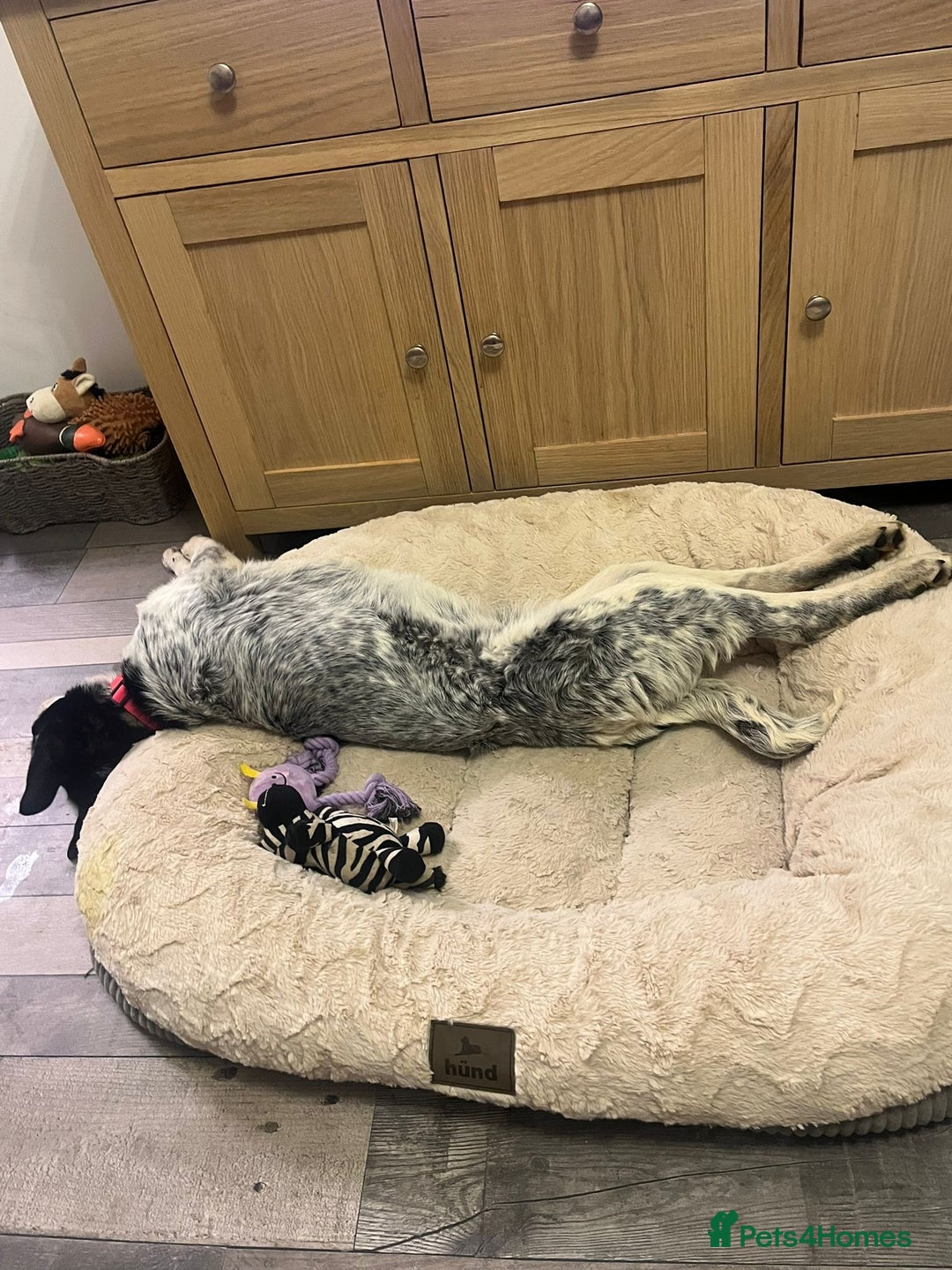 Mixed Breed dogs for adoption: Mimi  - Advert 5