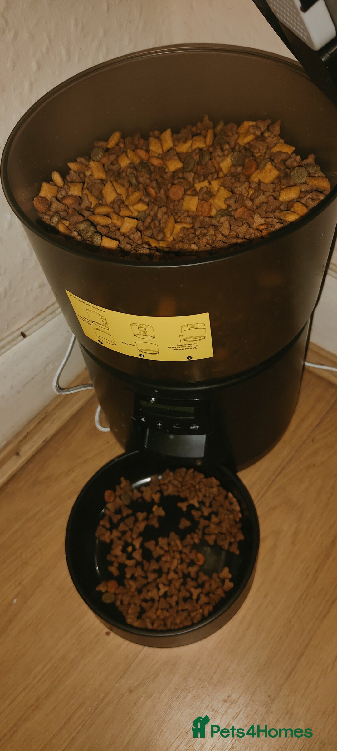 Ragdoll cats for sale: Ragdoll mix bred - Advert 6