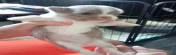 Chihuahua dogs for sale: Chihuahua puppies - Advert 27
