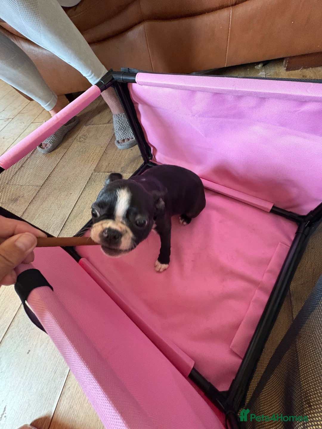 Boston Terrier dogs for sale: 🩷BOSTON TERRIER PUPPIES🩷 - Image 17