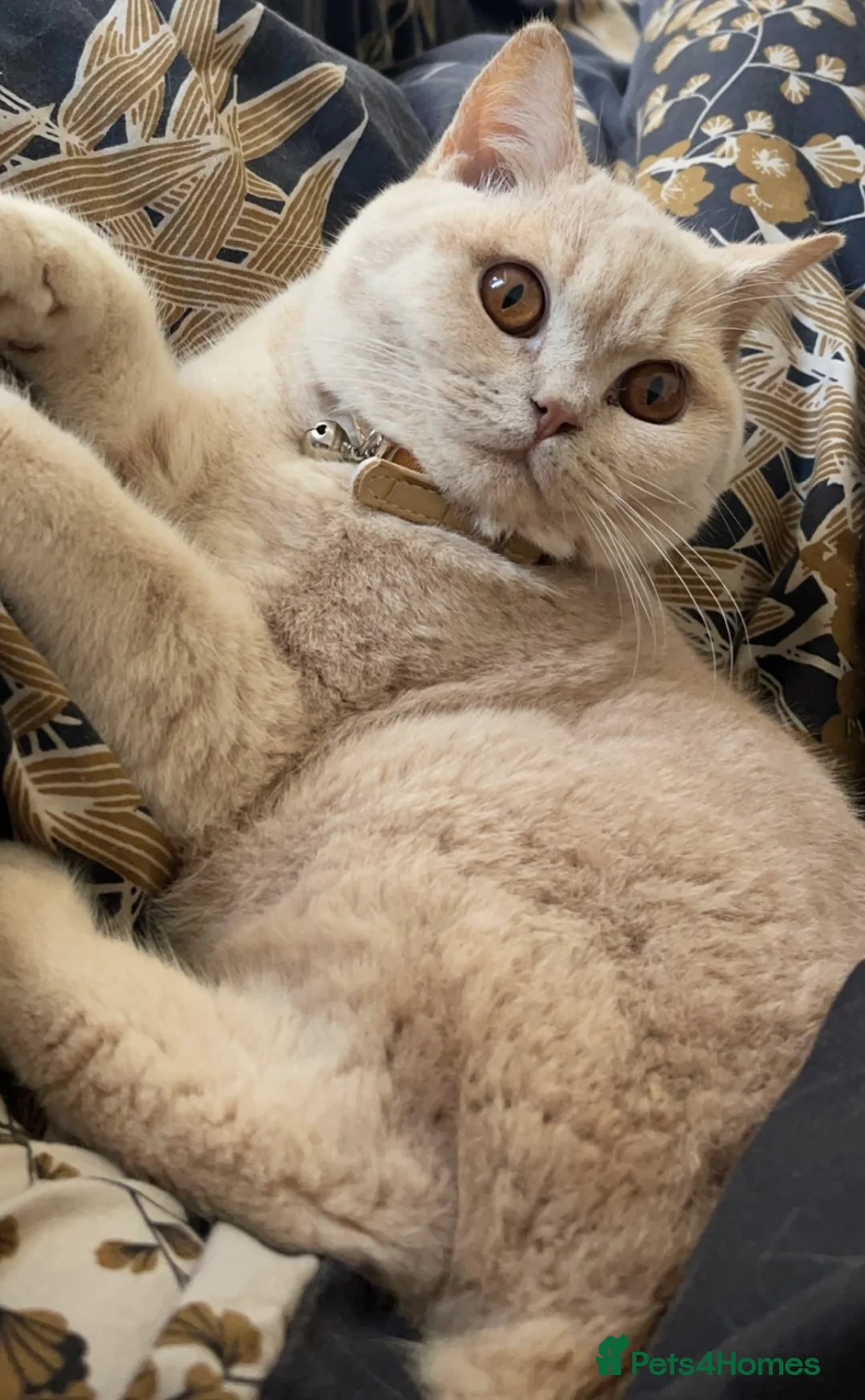 British Shorthair cats for sale: British shorthair for sale - Advert 3