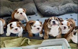English Bulldog dogs for sale: Purebred English Bulldogs - Image 14