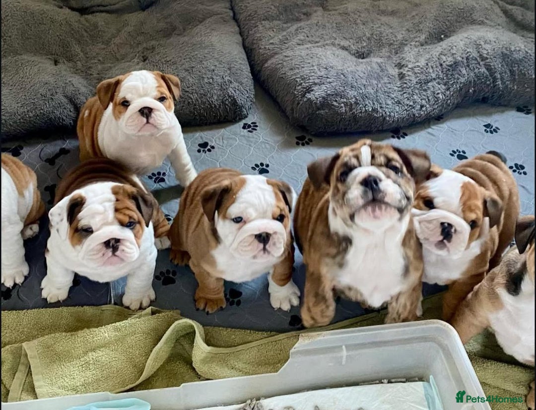 English Bulldog dogs for sale: Purebred English Bulldogs - Image 14
