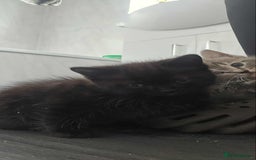 Mixed Breed cats for sale: Adorable Ragdoll Mix Kittens  - Image 3