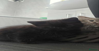 Mixed Breed cats - Advert 10