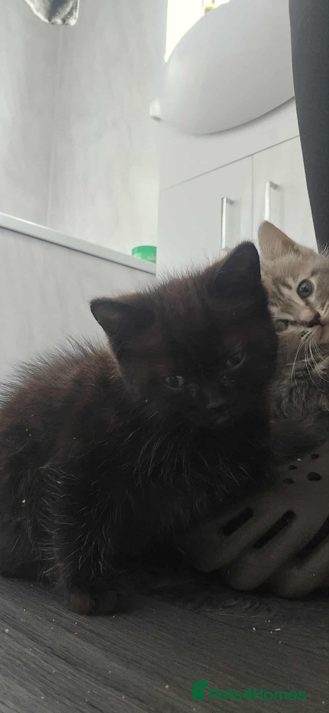 Mixed Breed cats for sale: Adorable Ragdoll Mix Kittens  - Image 3