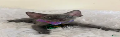 Devon Rex Kitten 4