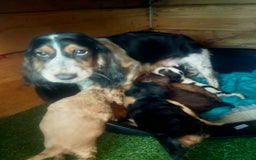 Cockapoo dogs for sale: 3 girl cockerspaniel/cockapoo pups left  - Image 4