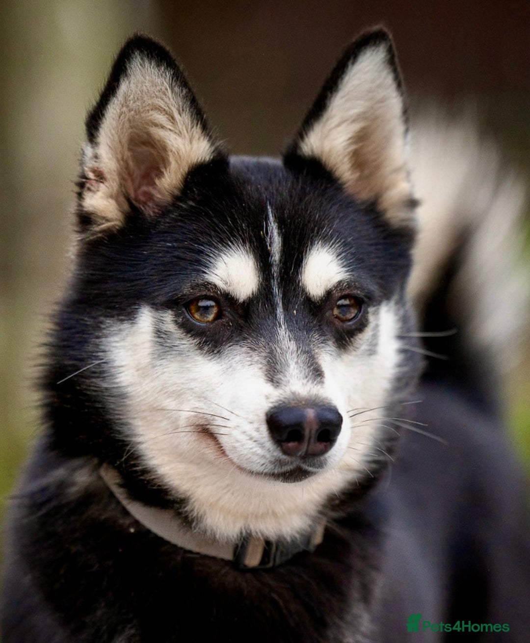 Pomsky dogs for adoption: TUCKER – Male Pomsky  - Advert 1