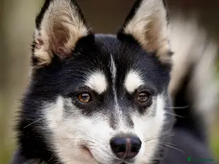 Pomsky dogs TUCKER – Male Pomsky - Advert 1