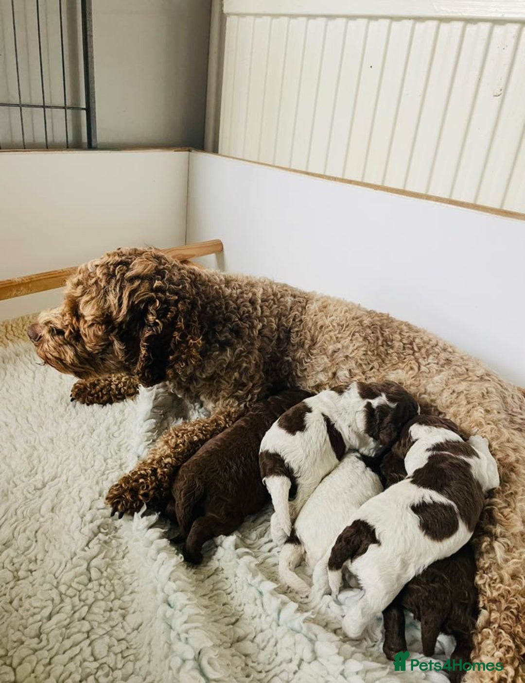 Lagotto Romagnolo dogs for sale: MULTI INTERNATIONAL CHAMPION GRANDPARENTS - Image 2