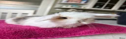 Mini Lop rabbits for sale: Pure Bred Mini Lops  - Advert 3