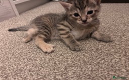 Russian Blue cats for sale: Blue Russian Cross Kittens - Image 3