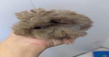 Guinea Pig rodents - Advert 11