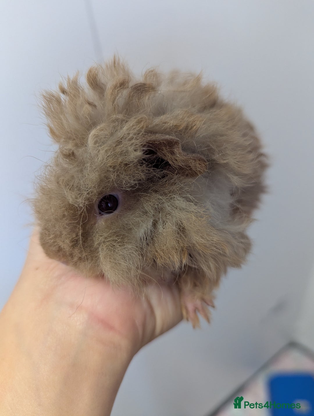 Guinea Pig rodents for sale: Baby boar Lunkarya guinea pigs - Image 3