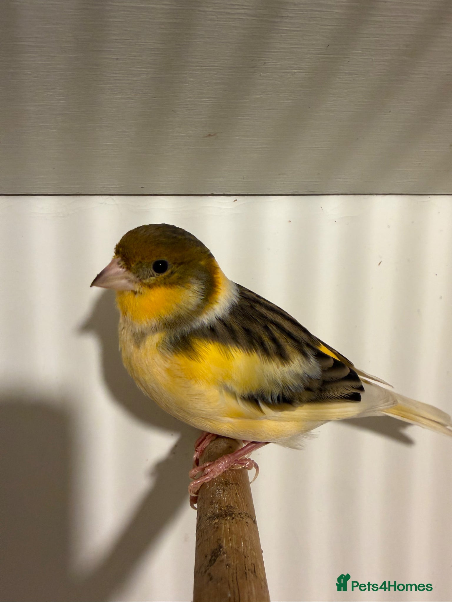 Canaries birds Canary in Durham  - Advert 5