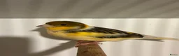Canaries birds for sale: Canary in Durham  in Durham - Advert 1