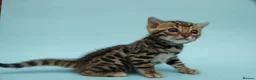 Bengal cats for sale: 🔥 Beautiful Bengal girl🔥 - Advert 18