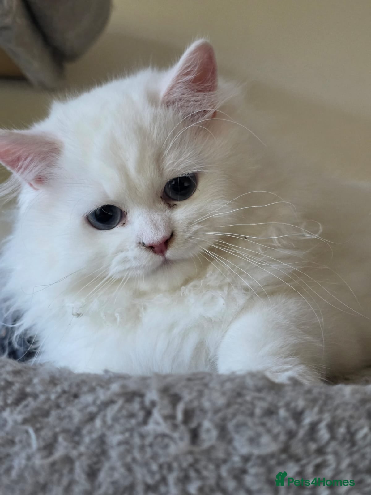 Persian cats Persian angels, 4 girls, one boy - Advert 1