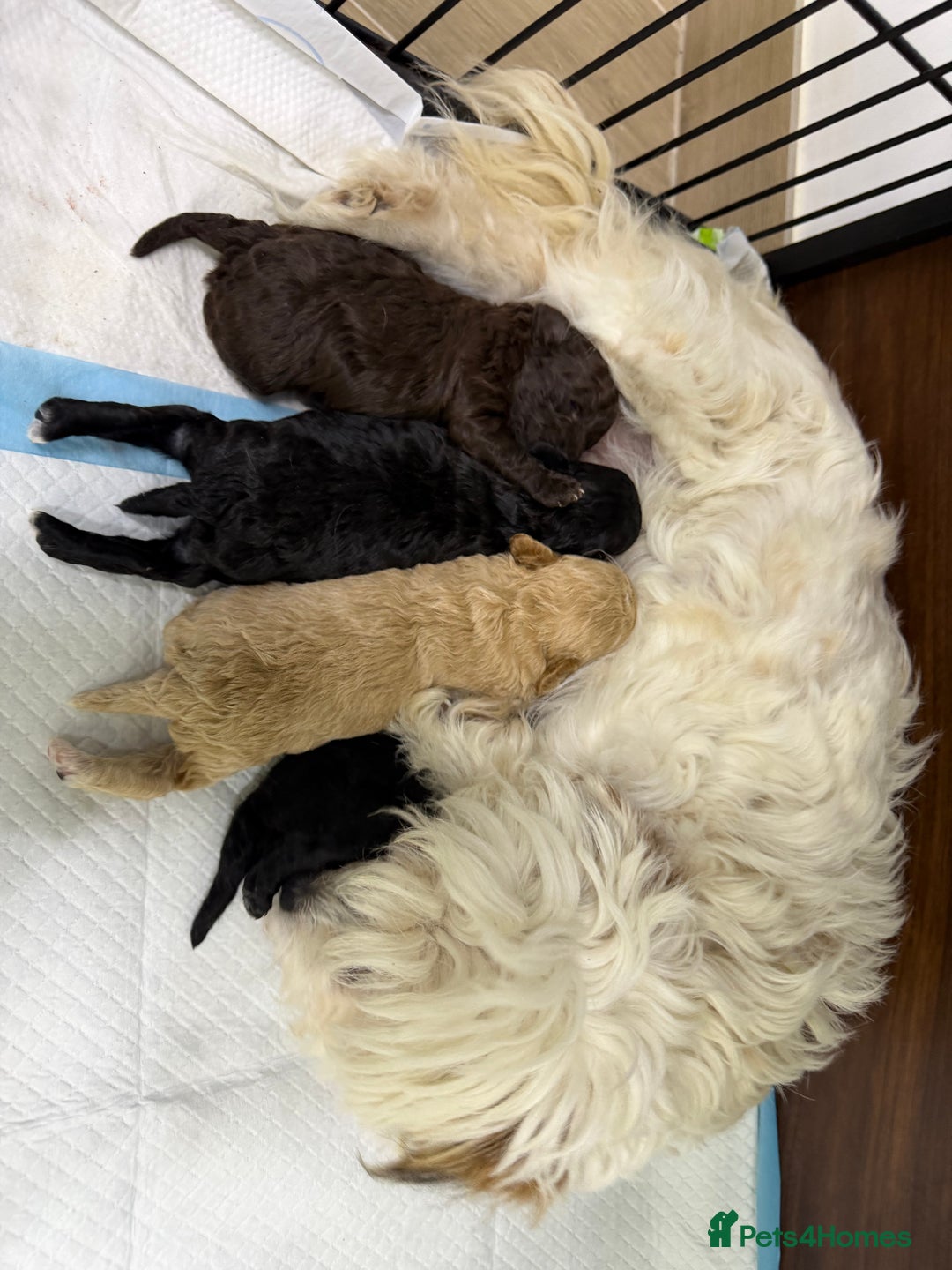 Maltipoo dogs for sale: Toy poodle cross maltipoo puppies little puppies  - Advert 1
