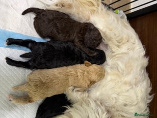 Maltipoo dogs Toy poodle cross maltipoo puppies little puppies - Advert 11