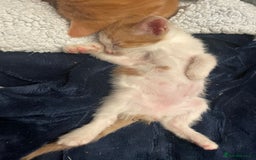British Shorthair cats for sale: 2 male kittens remaining  - Image 23