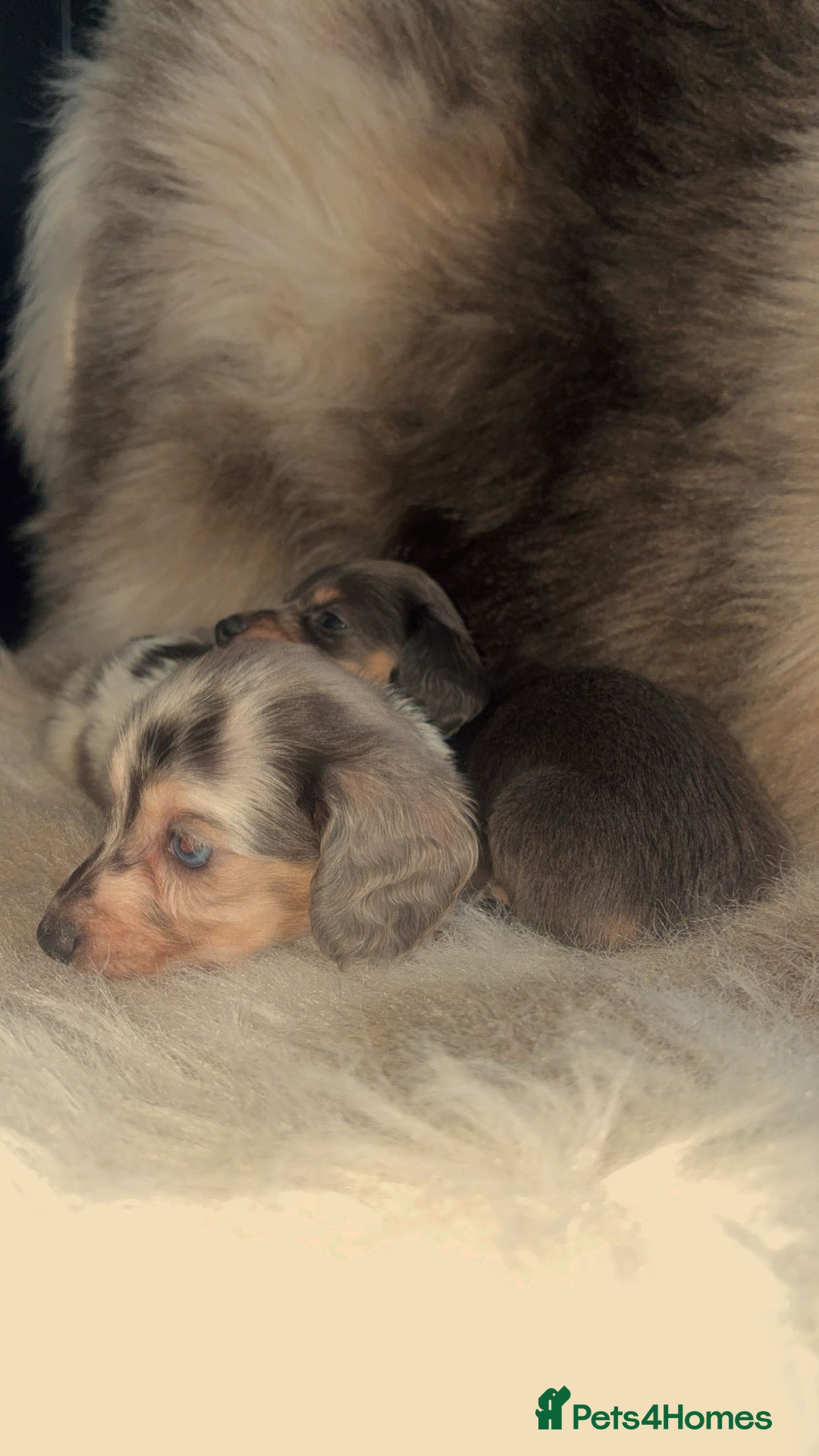Miniature Dachshund dogs for sale: Long haired Miniature dachshund  - Advert 11