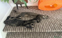 Mixed Breed cats for sale: 2 gorgeous girls tabby and tortoise shell - Image 17