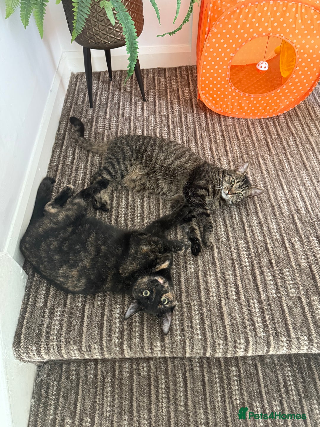 Mixed Breed cats for sale: 2 gorgeous girls tabby and tortoise shell - Image 17