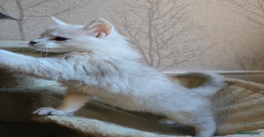 Maine Coon cats - Advert 10