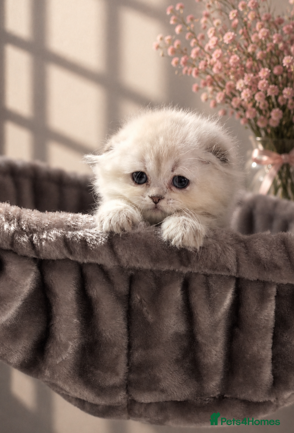 Scottish Fold cats for sale: 💓 LAST KITTEN 🐾 TICA reg - Advert 2