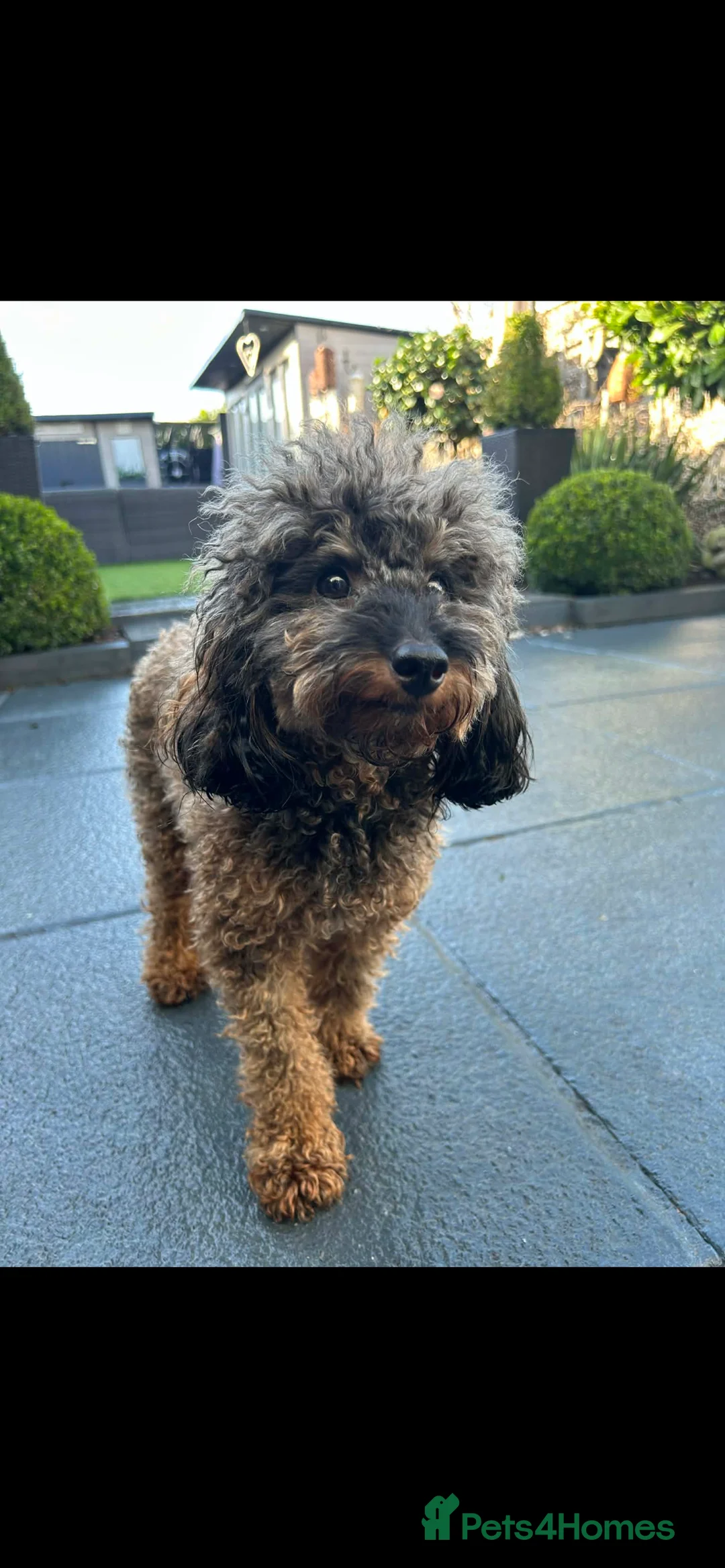 Toy Poodle dogs for sale: Outstanding toy poodles  - Advert 1