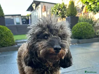 Toy Poodle dogs Outstanding toy poodles - Advert 4