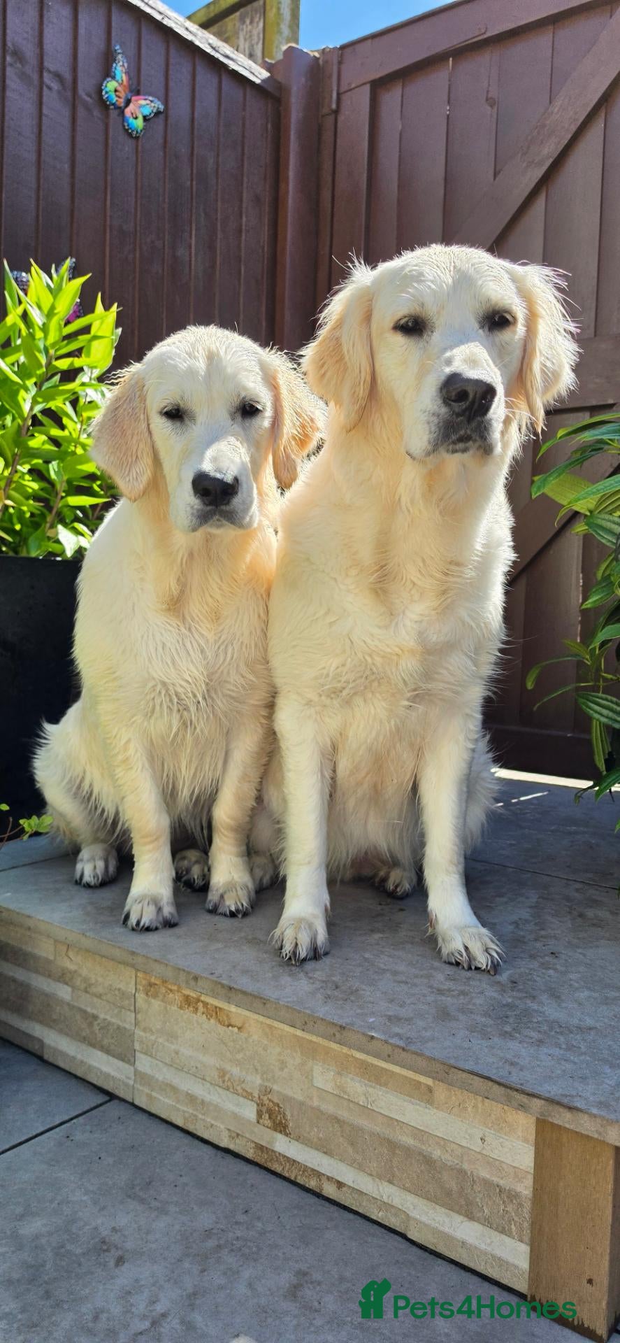 Golden Retriever dogs Amazing pure withe Golden retriever puppies - Advert 2