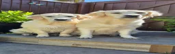 Golden Retriever dogs for sale: Amazing pure withe Golden retriever puppies - Advert 1