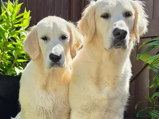 Golden Retriever dogs Amazing pure withe Golden retriever puppies - Advert 1