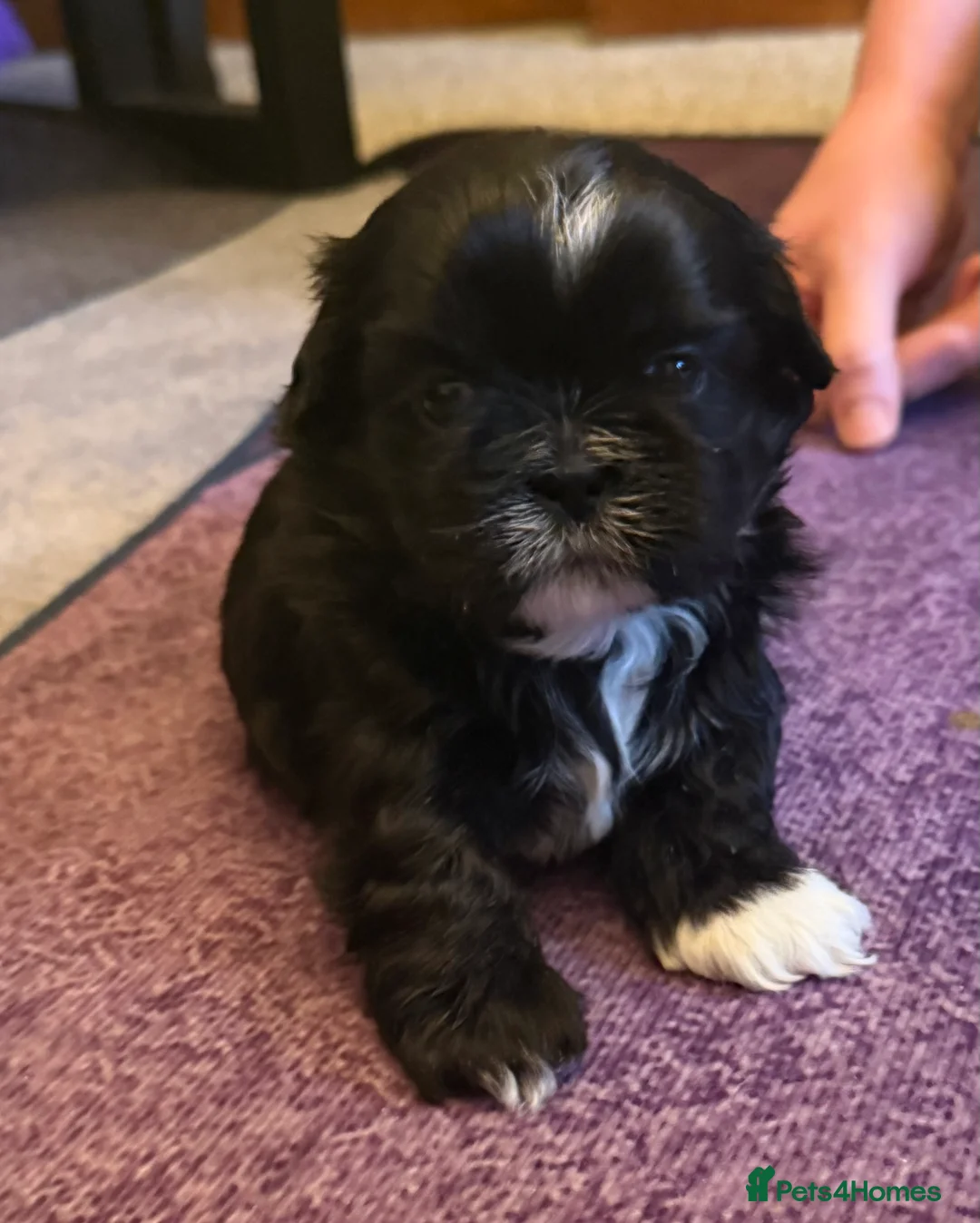 Shih Tzu dogs for sale: Beautiful Shih Tzu’s - STUNNING pure breds - Advert 1