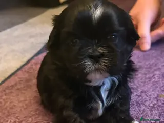 Shih Tzu dogs Beautiful Shih Tzu’s - STUNNING pure breds - Advert 4