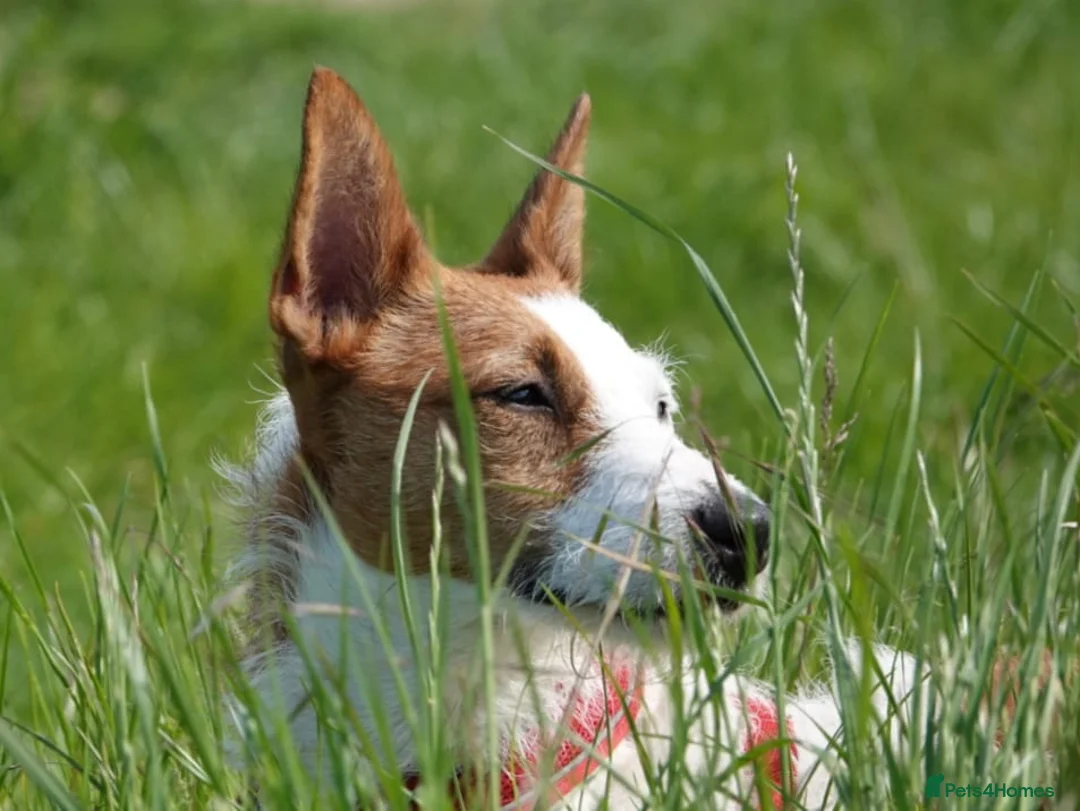 Jack Russell dogs for stud: Parson Jack Russell for stud - Advert 2