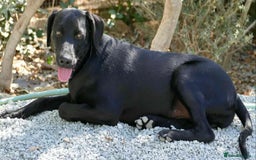 Mixed Breed dogs for adoption: Raisin needs a loving home   - Image 4