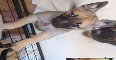 Shepsky dogs 7 Beautiful Shepsky pups (2Bi-eyedgirls available) - Advert 6