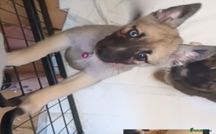 Shepsky dogs 7 Beautiful Shepsky pups (2Bi-eyedgirls available) - Advert 1