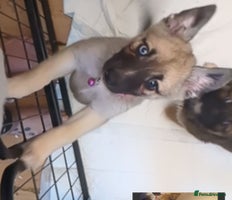 Shepsky dogs 7 Beautiful Shepsky pups (2Bi-eyedgirls available) - Advert 9