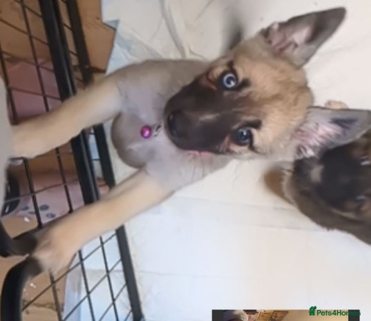 Shepsky dogs 7 Beautiful Shepsky pups (2Bi-eyedgirls available) - Advert 1