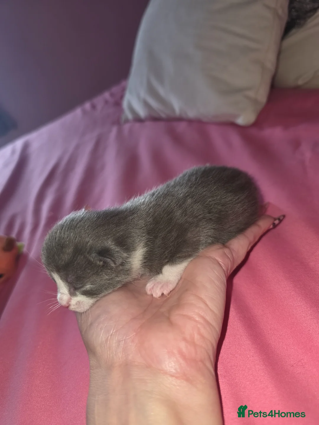 Mixed Breed cats for sale: Stunning Grey Kitten - Advert 6