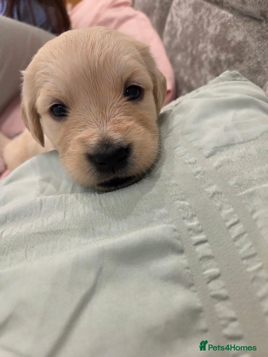 Golden Retriever dogs for sale: KC registered Beautiful Golden retriever puppies  - Advert 35