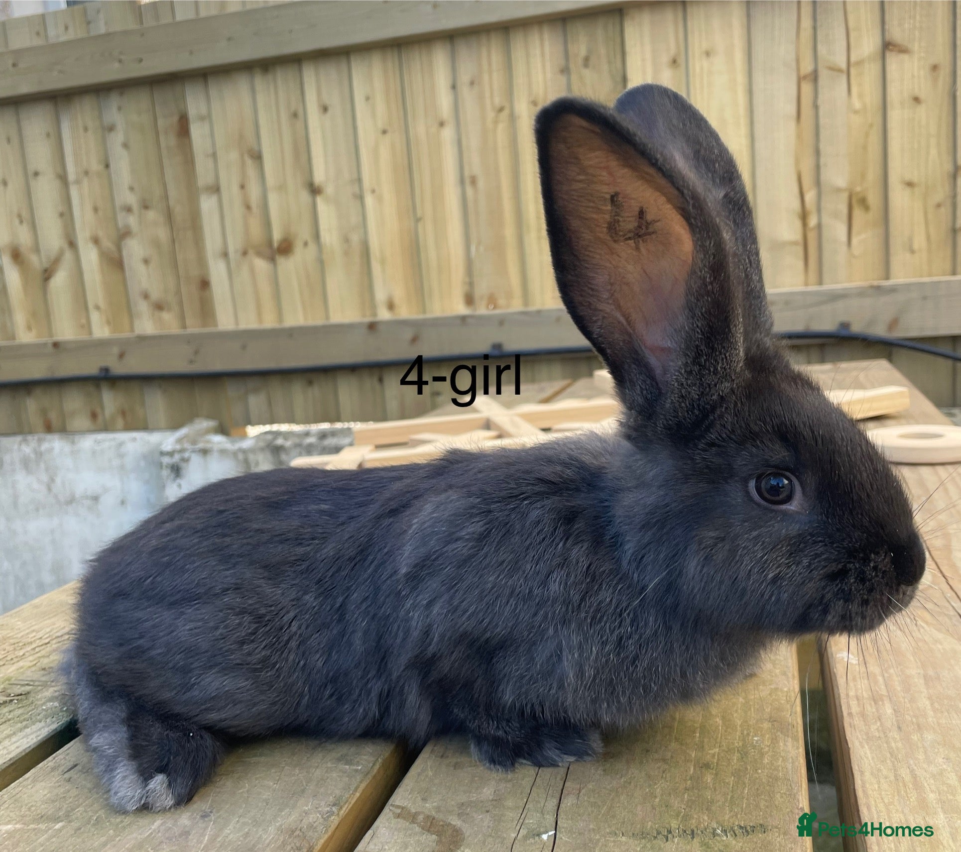 Continental Giant rabbits 💖Pure bred continental giants💖 - Advert 11