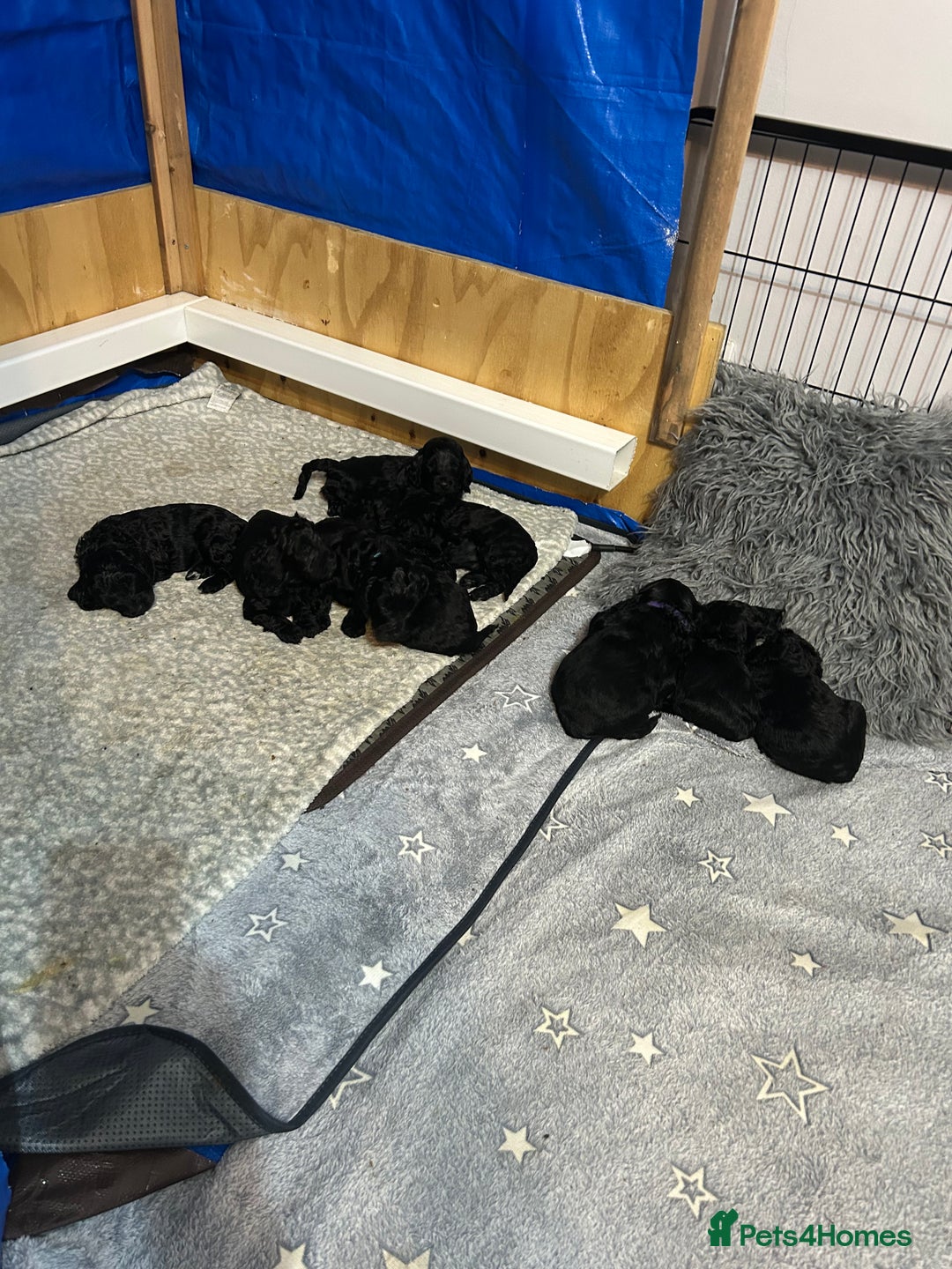 Cockapoo dogs for sale: 🐾 only one girl left F2 Cockapoo Puppies 🐾 - Advert 2