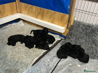 Cockapoo dogs 🐾 Gorgeous Black F2 Cockapoo Puppies 🐾 - Advert 7